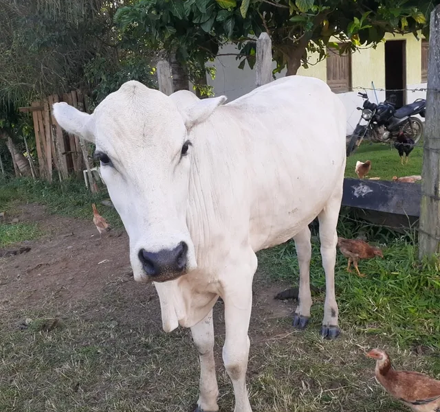 Vaca Leiteira 500kg