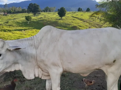 Vaca Leiteira 500kg