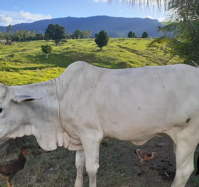 Vaca Leiteira 500kg