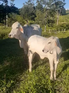 Vaca Leiteira 500kg