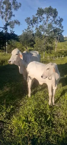 Vaca Leiteira 500kg