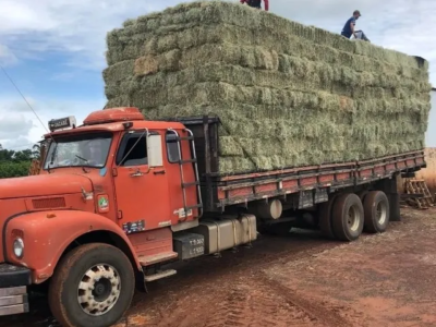 Feno para Gado e Cavalo