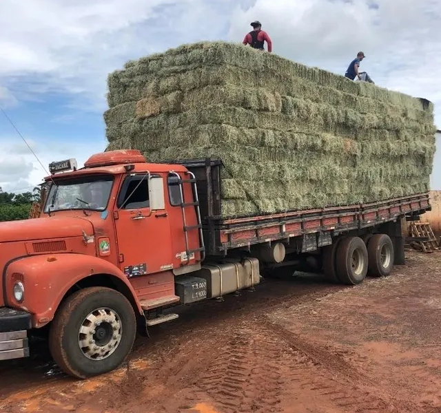 Feno para Gado e Cavalo