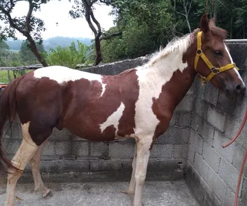 Cavalo Potro mangalarga paulista