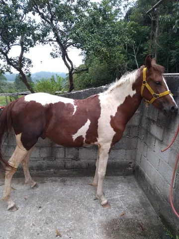 Cavalo Potro mangalarga paulista