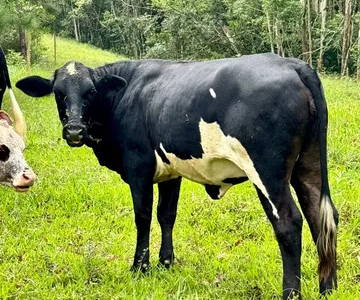 Gado para Corte