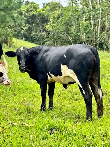 Gado para Corte