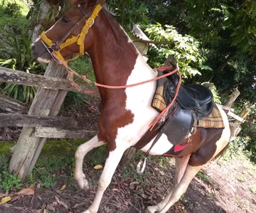 Cavalo Potro mangalarga paulista