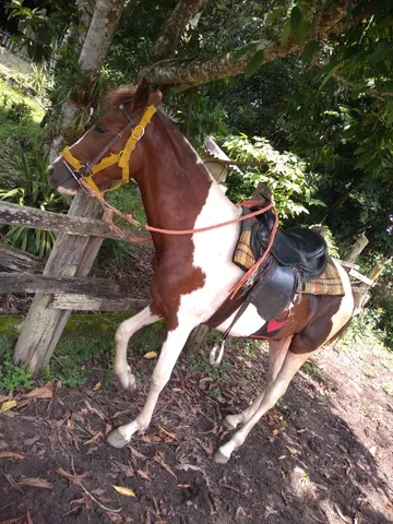 Cavalo Potro mangalarga paulista